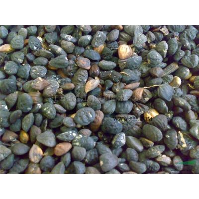 大量供應一年生苗，欒樹，無患子，烏桕