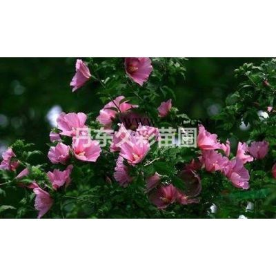 密枝紅葉李哪個產地好/去哪里能買到既便宜質量又好的樹苗