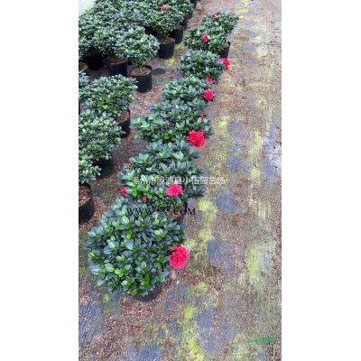 精品臺灣欒樹15到25