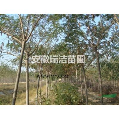 紅葉李 安徽紅葉李 紅葉李價格