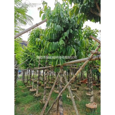 廣東黃山欒樹 10-20公分黃山欒樹價格 揭陽黃山欒樹介紹/特征/用途