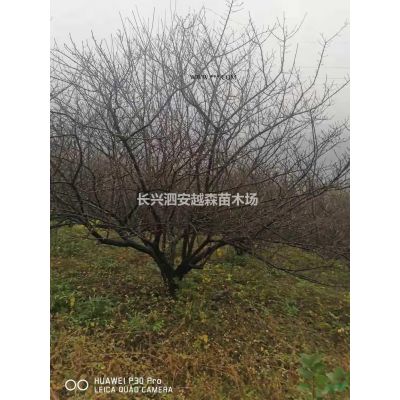 浙江湖州供應5-10公分叢生櫸樹