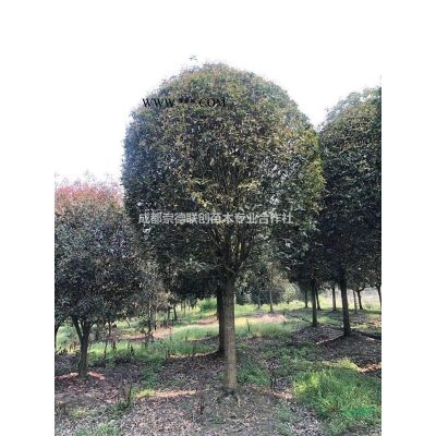 成都原生欒樹18-20公分出售低價格樹形好桿直