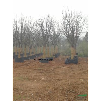 香樟，櫸樹，撲樹，欒樹，桂花，無患籽，紅果冬青