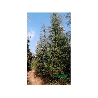 江蘇產地批發紅櫸，櫸樹直銷