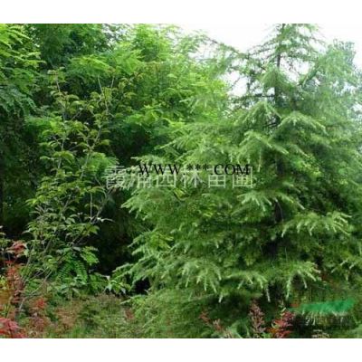 欒樹價格 黃山欒樹價格*新報價 *便宜的8公分欒樹價