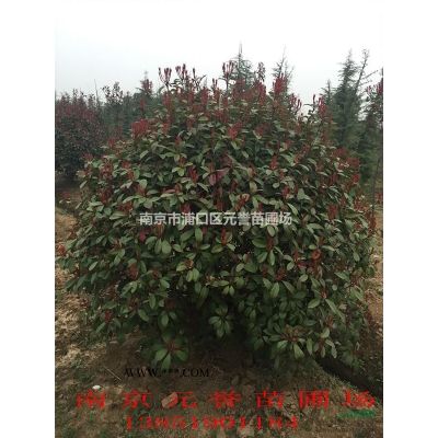 江蘇南京無患子基地新價格，供應；8公分-15公分無患子圖片