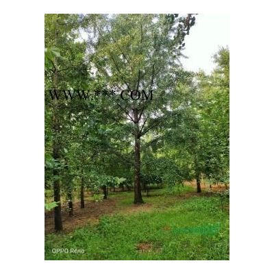 櫻花 晚櫻 早櫻 精品 價格低