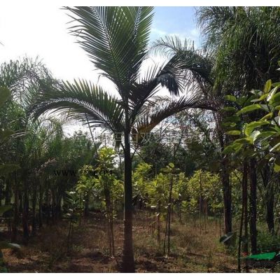 1-1.3米高櫻花粉三角梅  價格65