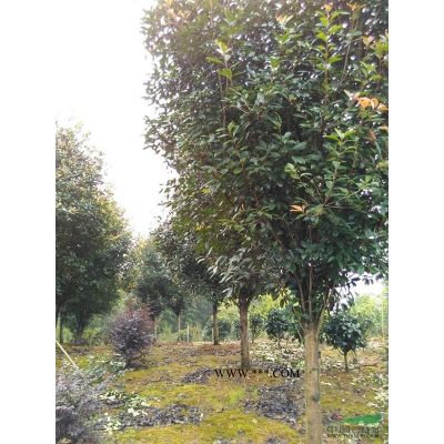 高桿紅葉石楠，無患子（2米分枝）