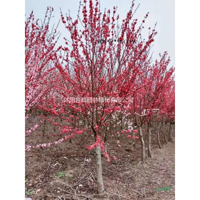 櫻花產(chǎn)地 銷售早櫻 晚櫻  日本早櫻 染井吉野價(jià)格圖片