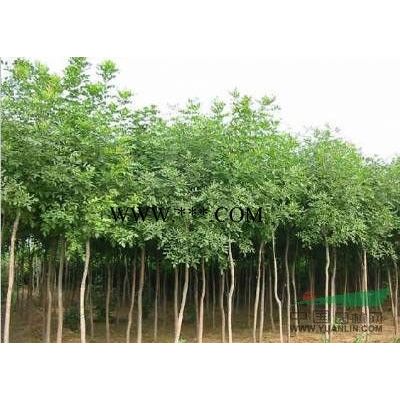 無患子樹價格/南京湯泉無患子價格匯總