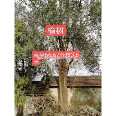 榆樹，夜槐樹，樸樹，櫸樹烏桕及各種南方鄉(xiāng)土樹。