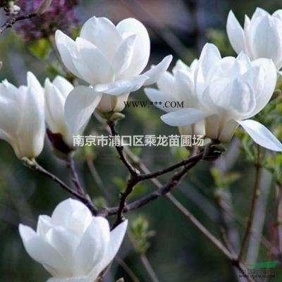 33公分樸樹價格