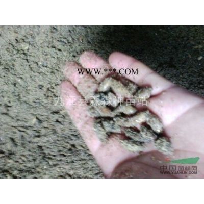 基地厚樸苗 厚樸樹苗 厚樸小苗價格