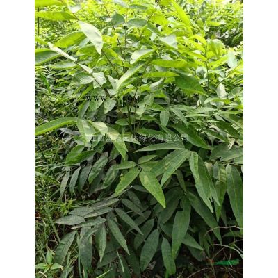 2020年江西15-16公分樸樹 江西樸樹基地 九江樸樹產地新報價