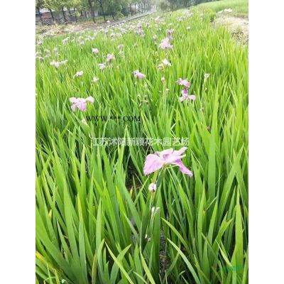 大銀杏(白果樹)