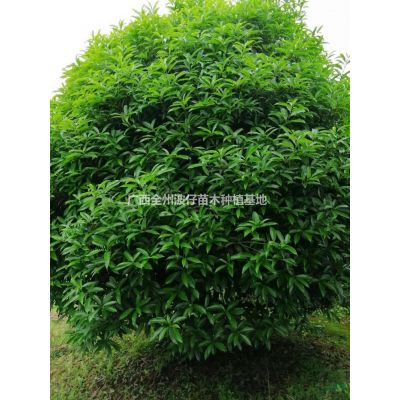 廣西供應銀杏基地 桂林銀杏規格*