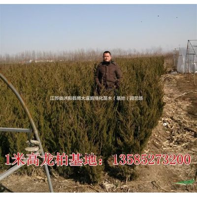 供應(yīng)銀杏 10公分銀杏價格 15公分銀杏價格 規(guī)格*