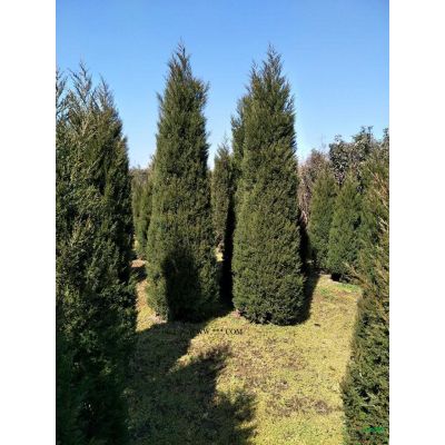 銀杏圖片\銀杏報(bào)價(jià)