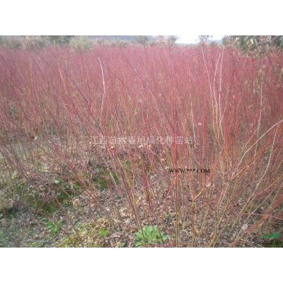 江西銀杏小苗供應  九江優(yōu)質銀杏小苗供應