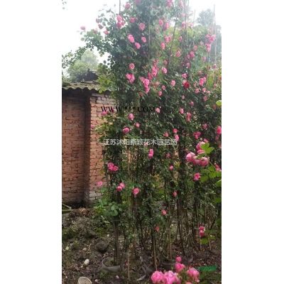 美國紅楓  秋火焰   十月光輝