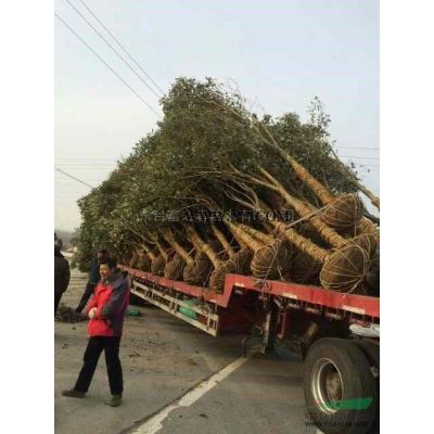 銀杏，胸徑9CM，價格70元報價