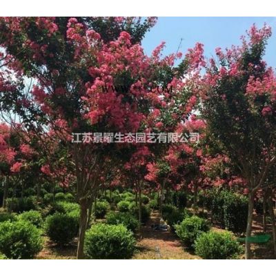 紫薇的產地在哪里/哪里便宜/江蘇景曜生態基地直銷批發價格圖片