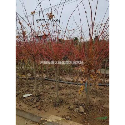 供應(yīng)紅楓2-15公分，日本紅楓，中國紅，紅舞姬，歐洲三季紅