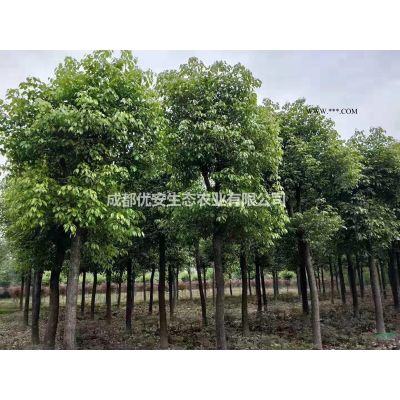 求購銀杏樹白果樹基地批發便宜價格8公分10公分25公分