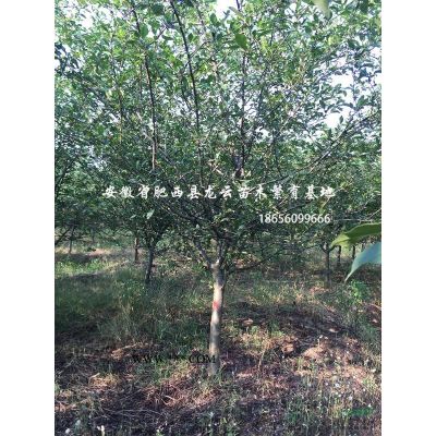 安徽紅楓 櫻花 垂絲海棠 紅梅 紅葉桃 木槿 紫荊 花石榴