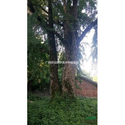 【供應】大規格銀杏 40-70公分銀杏 廣西銀杏