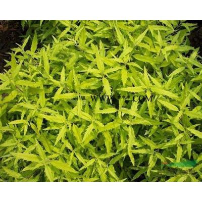 山東省濰坊市青州銀杏樹，銀杏