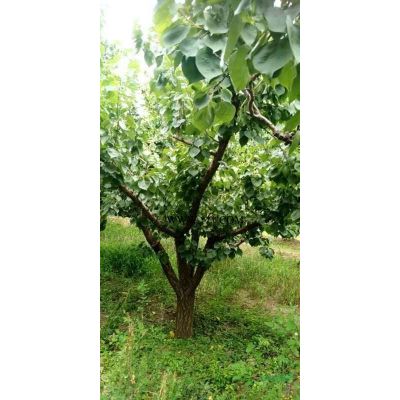 山西3公分紅楓價(jià)格，5公分價(jià)格怎么樣
