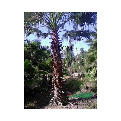 大花紫薇供應/大花紫薇圖片