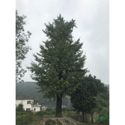 廣西紅楓5