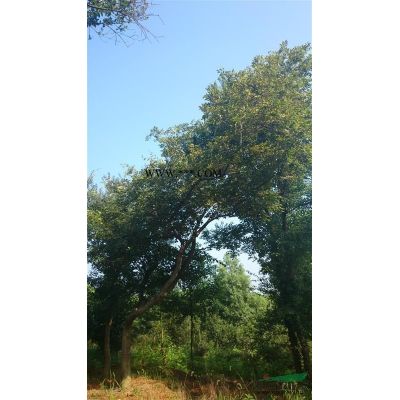 江浙皖地區出售 紅楓（大量）