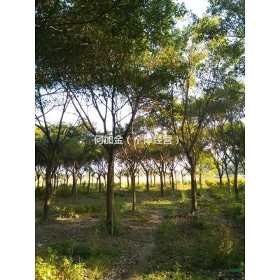 福建省漳州市供應綠庭院設計，紫薇樁景
