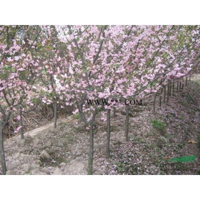 紅楓*新價格/紅楓報價