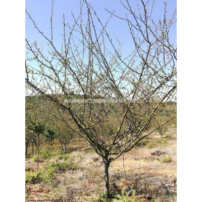 紫薇 紫薇價格 紫薇報價 紫薇基地 紫薇供應 江西紫薇