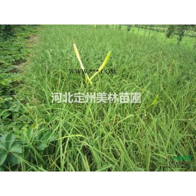 紅楓高度2.5米胸徑4公分冠幅1.2米批發價格