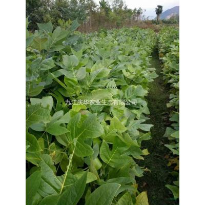 江西馬褂木小苗 九江馬褂木小苗價格哪里好/哪家便宜