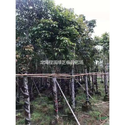 小葉紫薇：移植苗，有一定的抗寒力和耐旱力及抗風力，花姿優美，花色艷麗，花期長，綠化效果好，體現速度快