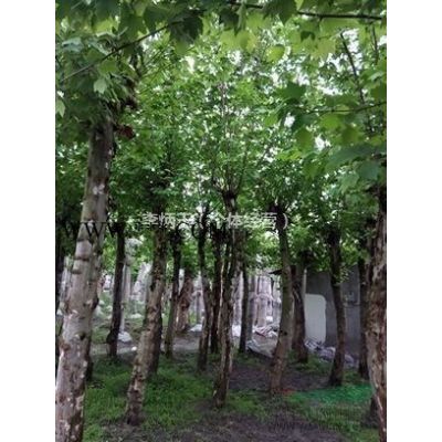 成都大量批發(fā) 紫薇花瓶量大從優(yōu) 低價(jià)出售