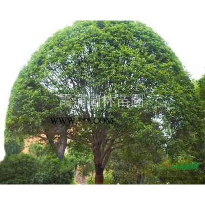 南京4公分馬褂木價格  價格低質量好