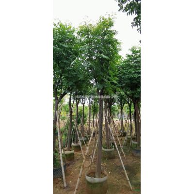 大小規格大葉紫薇 廣東大葉紫薇 揭陽大葉紫薇價格基地