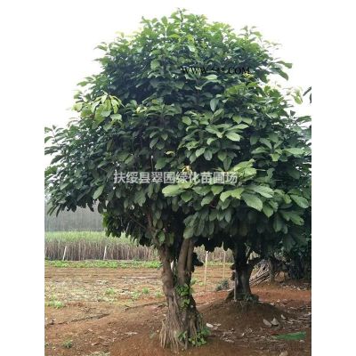 叢樁小花紫薇，廣西小花紫薇