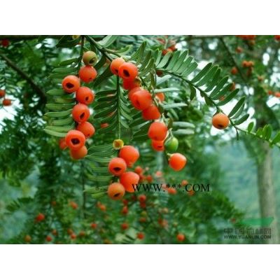 馬褂木樹價格2015雜交馬褂木價格