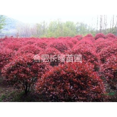 安徽合肥苗圃直銷櫻花，西府海棠，紅葉李，紅楓，肥西苗木基地