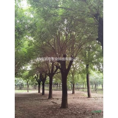 紅楓，濰坊直營